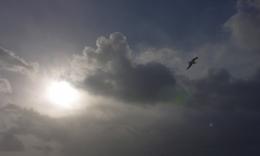 Gull in flight